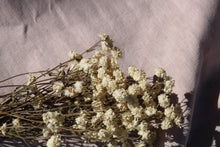 Load image into Gallery viewer, ACHILLEA PTARMICA
