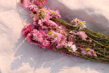 Load image into Gallery viewer, ACROCLINIUM PINK