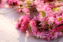 Load image into Gallery viewer, ACROCLINIUM PINK