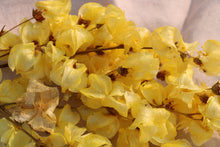 Load image into Gallery viewer, BOUGAINVILLE YELLOW