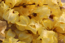 Load image into Gallery viewer, BOUGAINVILLE YELLOW