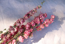 Load image into Gallery viewer, DELPHINIUM PINK