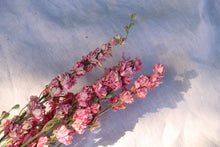 Load image into Gallery viewer, DELPHINIUM PINK