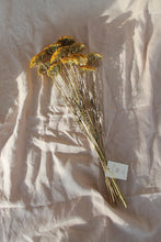 Load image into Gallery viewer, ACHILLEA PARKER YELLOW