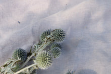 Load image into Gallery viewer, ECHINOPS NAT