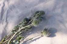 Load image into Gallery viewer, ECHINOPS NAT