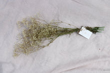 Load image into Gallery viewer, GYPSOPHILIA PRESERVED WHITE
