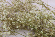 Load image into Gallery viewer, GYPSOPHILIA PRESERVED WHITE