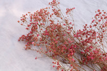 Load image into Gallery viewer, GYPSOPHILIA PRESERVED PINK