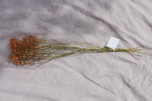 Load image into Gallery viewer, GYPSOPHILIA SALMON