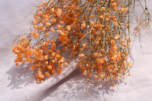 Load image into Gallery viewer, GYPSOPHILIA SALMON