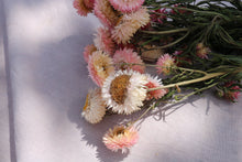 Load image into Gallery viewer, HELICHRYSUM L. PINK