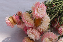 Load image into Gallery viewer, HELICHRYSUM L. PINK