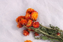 Load image into Gallery viewer, HELICHRYSUM ORANG