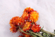 Load image into Gallery viewer, HELICHRYSUM ORANG