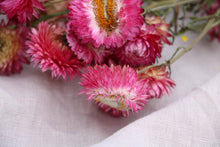 Load image into Gallery viewer, HELICHRYSUM PINK