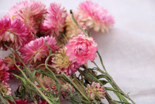 Load image into Gallery viewer, HELICHRYSUM PINK