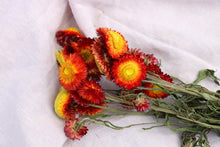 Load image into Gallery viewer, HELICHRYSUM RED