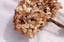 Load image into Gallery viewer, HYDRANGEA SALMON