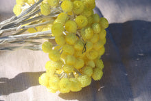 Load image into Gallery viewer, IMMORTELLE YELLOW