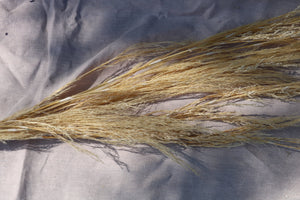 REED GRASS BL. WHITE
