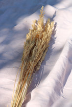Load image into Gallery viewer, STIPA CALAMAGROSTIS NAT