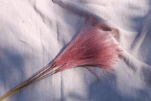 Afbeelding in Gallery-weergave laden, STIPA FEATHER CERISE