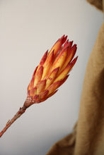 Load image into Gallery viewer, THE BROWN PROTEA
