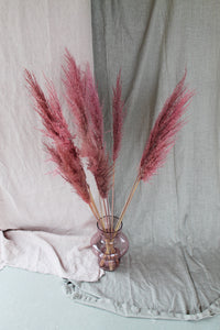 Cortederia soft pink