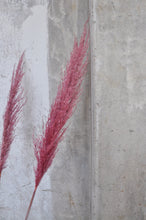 Afbeelding in Gallery-weergave laden, Cortederia soft pink