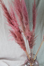 Afbeelding in Gallery-weergave laden, Cortederia soft pink
